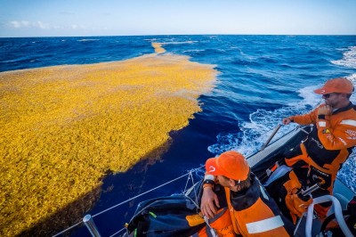 El ataque de las algas llega a la flota de la Volvo Ocean Race