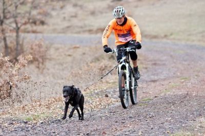 Opciones de medalla en el Campeonato de Europa de Canicross y Bikejoring